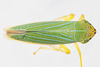 Live specimen on Draeculacephala noveboracensis (Fitch, 1851): (Observation).