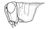 Atrachelacris unicolor Giglio-Tos, 1894: Fig. 2A. male head and pronotum, lateral view. (Otu).