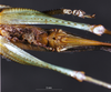 CollectionObject 1532848; b7348b81-d669-4f69-ab3d-4705a83334e4: female subgenital plate (paralectotype). (CollectionObject).