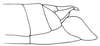 Pyrgacris relictus Descamps, 1968: Fig. 4. male abdomen tip, lateral view. (Otu).