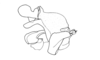 Zygoclistron trachystictum Rehn, 1905: Fig. 60. phallic complex, lateral view. (Otu).