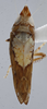 Habitus, dorsal view: !! display not done !! on Scaphytopius n. sp. EC14: Scaphytopius Ball, 1931: (Observation).
