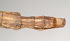 CollectionObject 1561531; NHMUK(SF IMPORT DUPLICATE) 844938, 8e2e757a-dc43-4936-9268-cd7db1ea400b: copyright Natural History Museum, London. female: end of abdomen, dorsal view (holotype). (CollectionObject).