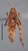 CollectionObject 1596020; edbd8bd1-2f8b-489c-92fc-3b4b39a2a93e, MZLU178062: female, dorsal view (syntype of Acridium hieroglyphicum) (scale bar 5 mm). (CollectionObject).