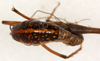 CollectionObject 1499641; 803ff56f-2f01-4ebd-839c-49e319c7fba5: female, dorsal view (allotype). (CollectionObject).