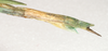 Sipyloidea rentzi Brock & Hasenpusch, 2007: copyright ANIC. female, end of abdomen, lateral view (holotype). (Otu).