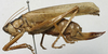 CollectionObject 1535936; 1148ee75-0b03-450d-bb76-46ee0fa2f8e4: female, lateral view (syntype). (CollectionObject).