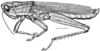 Aleuas vitticollis Stål, 1878: Fig. 16. male habitus, from Argentina, Prov. Corrientes Arroyo San Joaquin at Povincial Route 126, length 38mm, scale bar 5mm. (Otu).