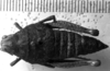 CollectionObject 1530106; 3b67dcd1-222c-478f-aa0a-a6552bc8115c: Image Carbonell, C.S. female, dorsal view (holotype of Lilaea depressa). (CollectionObject).