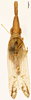 Habitus, dorsal view on Dorysarthrus alfierii Bergevin, 1924: (Observation).