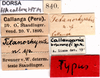 CollectionObject 1507033; 608d71bf-5573-434c-81ad-652717e918b9: labels (holotype). (CollectionObject).