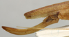CollectionObject 1535207; b48c002c-6524-4fe9-a695-c76e009b76d3: female ovipositor (lectotype). (CollectionObject).