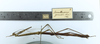 CollectionObject 1557615; 559cd80d-bd81-4094-b540-5d9905f5df7a: copyright MZUSP. female Canuleius grandis, lateral view (paralectotype). (CollectionObject).
