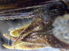 CollectionObject 1517119; a5c89bba-3fbd-4906-85e2-967f507918c1: male cerci (syntype). (CollectionObject).