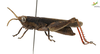CollectionObject 1849349; 09945e1b-07f6-4348-ba05-c94811b7712a, Unioeste Cascavel K-551: Male. Lateral view. (CollectionObject).