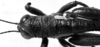 CollectionObject 1532748; 074919b3-9356-49fd-ad3f-63cfc4fd4bd5: Image Carbonell, C.S. male head and pronotum, dorsal view (holotype). (CollectionObject).