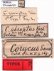 CollectionObject 1530690; 79a2546f-0856-4929-be33-f16e55ae0758, DORSA STcorabrS01: labels (holotype). (CollectionObject).