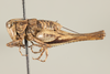 CollectionObject 1499304; f2ba2887-10d6-4082-a4be-71966691391c: Male, lateral view (holotype). (CollectionObject).