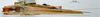 CollectionObject 1516491; NNM 3224739, 548a84ff-af04-4029-b01f-23f38da89033: female habitus dorsal view. (CollectionObject).