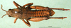 CollectionObject 1502757; e0ecd209-cc1f-4c8d-8025-b21867d6579c: male, dorsal view (paratype). (CollectionObject).