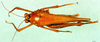 Palaioscaria calosoma (Günther, 1934): female, dorsal view (paralectotype). (Otu).