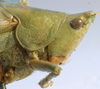 CollectionObject 1516852; 342950ca-c628-4e5a-b575-f3cbccc1dc39: male head and pronotum, lateral view (holotype of Conocephalus viridator). (CollectionObject).