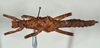CollectionObject 1557494; 0d03674a-ddd1-4b95-b1d9-146dea69e66f: copyright USNM, Washington. (CollectionObject).