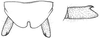 Erioloides acutidentis Naskrecki & Cohn, 2000: male cerci. (Otu).