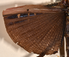 CollectionObject 1556973; 26aa5dcb-0a71-452e-8371-8d655e737257: copyright OUMNH. male wings of Cyphocrana punctipes (holotype). (CollectionObject).