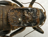 CollectionObject 1535951; 4f0136ba-4a1d-4ee6-a4cb-e0591d687134: female pronotum, dorsal view. (CollectionObject).