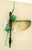 Eurybistus fenestratus Bragg, 2001: copyright RMNH, Leiden. female (paratype). (Otu).