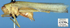CollectionObject 1516935; 5e807ea2-2a34-4903-9413-29a3443b437f: male, lateral view (holotype). (CollectionObject).
