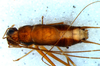 CollectionObject 1527798; 4e4da284-dc5e-403c-9514-2f0e0a659ecd: male, dorsal view (holotype). (CollectionObject).