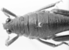 CollectionObject 1524467; a8712fe5-6b0a-4302-8120-61b0fbdc1621: female, head and pronotum, dorsal view (holotype). (CollectionObject).