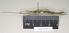 Eurybistus fallax Bragg, 2001: copyright Natural History Museum, London. male, lateral view (paratype). (Otu).