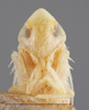 Head: !! display not done !! on Dikrella (Dikrella) cockerellii (Gillette, 1895): Head/Face. (Observation).