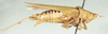 Tanitella prasina (Karsch, 1888): female, lateral view (as Ochrophlebia prasina). (Otu).