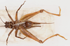 CollectionObject 1523763; fc9bd22e-deea-4046-8659-3b75f0d95a18: male, ventral view (holotype). (CollectionObject).