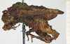 CollectionObject 1580141; ef0d3ee0-c225-4988-9e51-5be01cbd45a3, NHMUK10924413: male, lateral view (syntype). (CollectionObject).