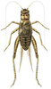Pl. VII, Fig. 8. male (Gryllodes poeyi; body length 16.5 mm). Depicts Gryllodes sigillatus (Walker, 1869), an Otu.