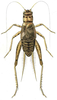 Gryllodes sigillatus (Walker, 1869): Pl. VII, Fig. 8. male (Gryllodes poeyi; body length 16.5 mm). (Otu).