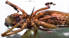 CollectionObject 1503248; 75e53c44-9a74-446f-a7ad-3179280ebb05: male ventral view. (CollectionObject).