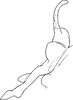 Stylus on Asialebra aureovirescens (Dworakowska, 1968): Stylus. (Observation).