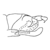 Pygofer, lateral view on Empoasca (Empoasca) originalis González, 1955: Genital capsule, lateral view. (Observation).