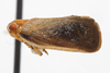 Habitus, lateral view on Antillormenis martinicensis Fennah, 1947: (Observation).