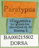 CollectionObject 1569243; b59dda9d-53f7-4a3b-9bd8-d6cdbcc90b34: labels (paratype). (CollectionObject).