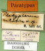 CollectionObject 1502826; ab434e2c-c841-4f6e-9718-9b86dd673fed: labels (paratype of Ochrilidia nilotica). (CollectionObject).