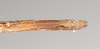 CollectionObject 1556952; NHMUK(SF IMPORT DUPLICATE) 844974-844975, a895fb1e-3f78-4fd2-b3a3-929a25a06fb2: copyright Natural History Museum, London. female: end of abdomen, ventral view of Anophelepis rhipheus (syntype). (CollectionObject).