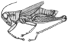 CollectionObject 1523944; 5648683e-333f-45f0-a3ce-6a7266a34eae: Fig. 12. male, lateral view. (CollectionObject).