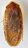 CollectionObject 1567089; ce0a20b9-f926-4901-959e-b5d0444e0b9f: Photo by Heidi Hopkins. Holotype, adult male, dorsal habitus. (CollectionObject).